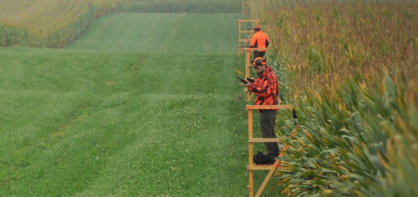 Bauernverband und Jagdverband rufen zu verstärkter Wildschweinjagd auf