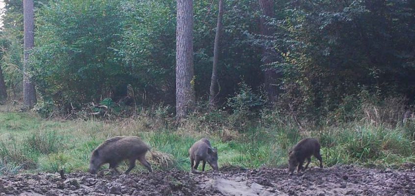 Jagdliche Maßnahmen nach dem Ausbruch der ASP in Belgien